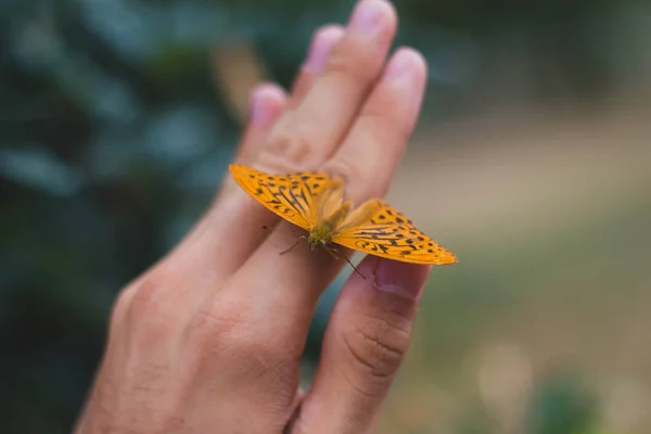 Симпатичная бабочка на руке — стоковое фото