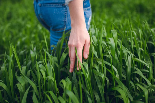 The girl's hand touches the green grass — Stock Photo, Image