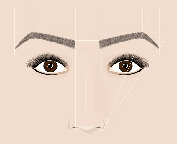 Klassische Form der Augenbrauen. Microblaining und Permanent Make-up. das Schema der richtigen Konstruktion. — Stockvektor