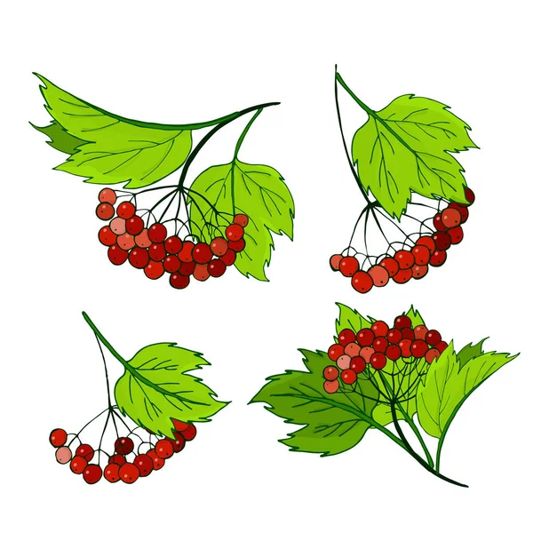 Un conjunto de ramas viburnum. Manojos con bayas rojas maduras de otoño en follaje — Vector de stock