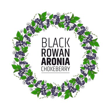 Dekoratif unsur çelenk, chokeberry demetleri. Aronia süsleme