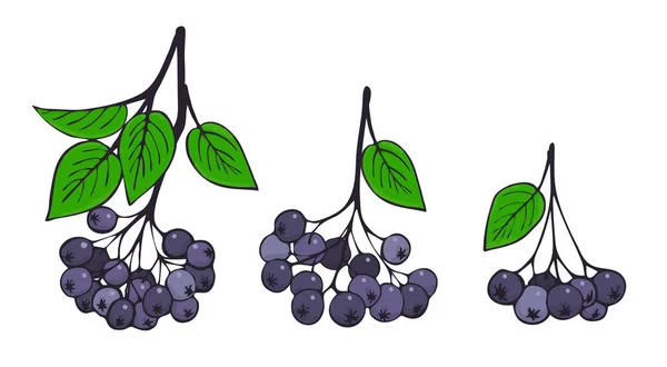 Un conjunto de ramas aisladas de aronia. Manojos de Rowan negro — Vector de stock