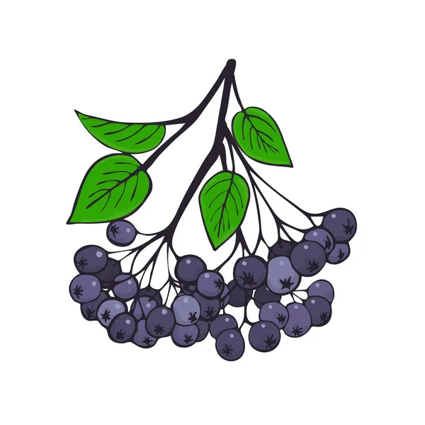 Siyah ashberry yeşillik ile izole dalı. Aronia meyveler — Stok Vektör