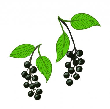 iki izole grup kuş kiraz, hackberry veya hagberry.