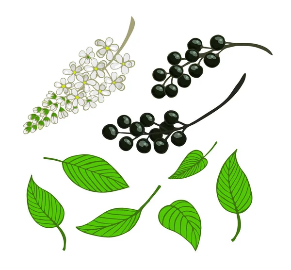 Zestaw Czeremcha. Na białym tle owoce, kwiaty i liście drzewa Mayday — Wektor stockowy