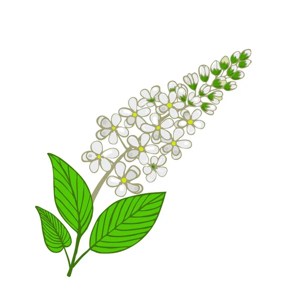Blommor av Mayday träd. Blomställning av Panus padus eller Häggen träd — Stock vektor