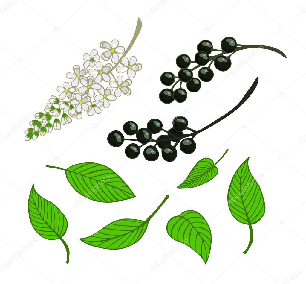 a set of bird cherry. Isolated berries, flowers and leaves of Mayday tree