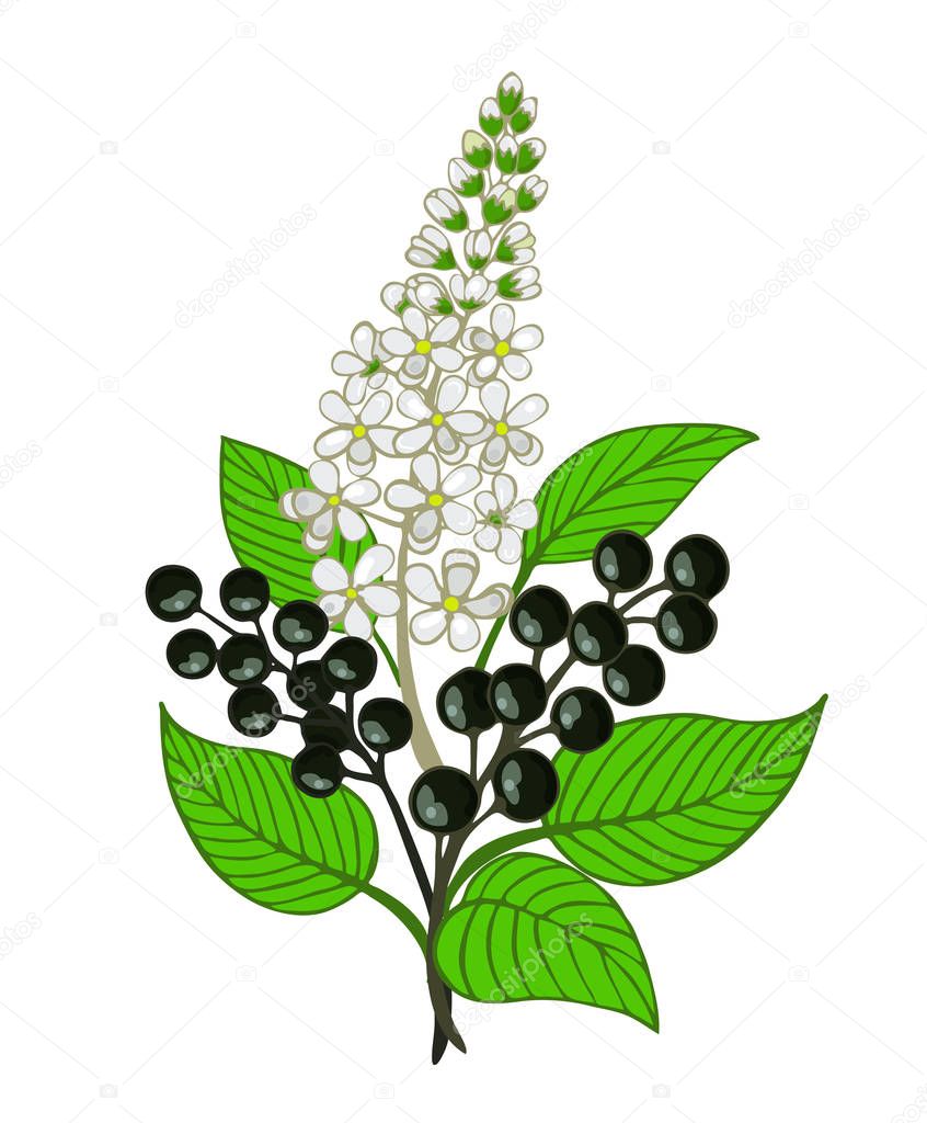 a bouquet of bird cherry branch with berries and inflorescence