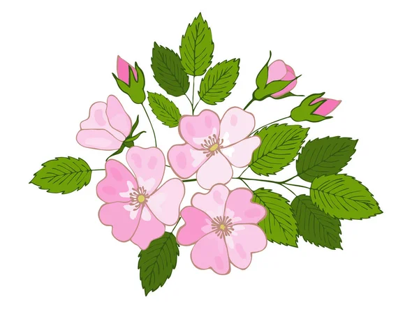Branch of blossoming dogrose. flowers and buds of dog rose — Stock Vector