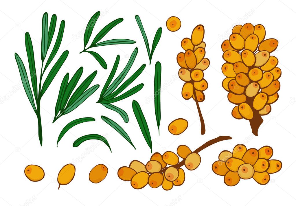 isolated berries, twigs and leaves of sea buckthorn.