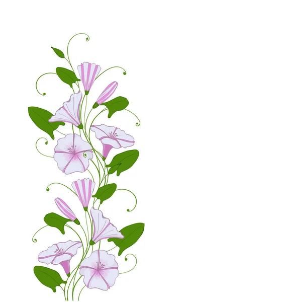 Elemento isolato per bindweed fiore di design, bordo floreale con gloria del mattino. Modello tenero convolvulso — Vettoriale Stock