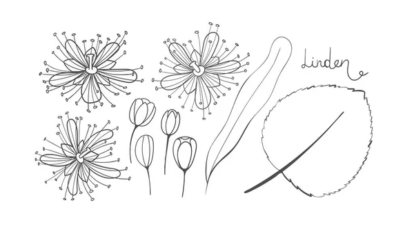 Sada skica linden. Izolovaných prvků obrysu Tilia. Listy, květy a poupata Lípa. Černou limetree nebo vápno strom — Stockový vektor