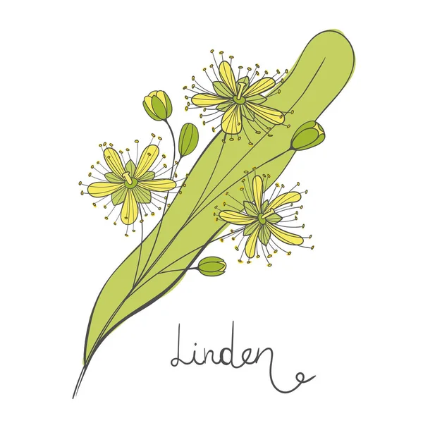 Geïsoleerde tak van linden. Bladeren, bloemen en toppen van Tilia. Element van de basswood boom. Kalk of limetree — Stockvector