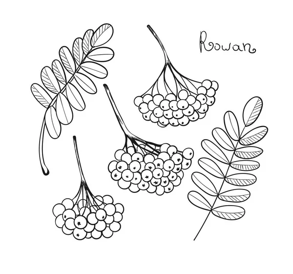 Black Liner Set Rowan Tree. Elementos aislados de rowanberry o ashberry. Hojas de boceto y racimo de bayas Sorbus. brunch de sorb — Archivo Imágenes Vectoriales