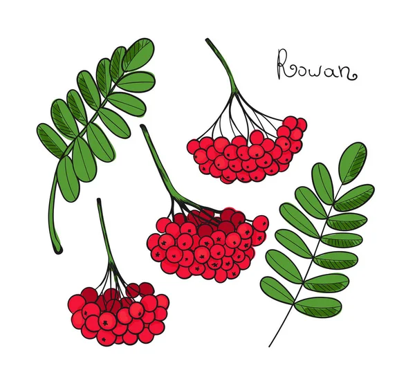 设置红罗恩树。Rowanberry 或 ashberry 的孤立元素。花浆果的叶子和簇。保水剂早午餐 — 图库矢量图片