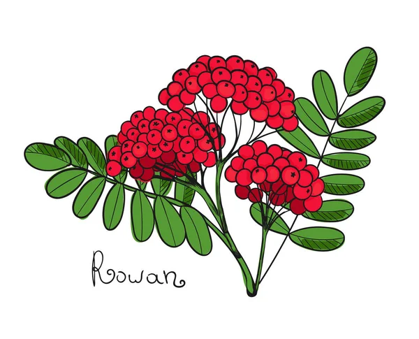 Kırmızı Rowan ağacı. İzole dal rowanberry veya ashberry. Yaprakları ve küme Sorbus Berry. Üvez Brunch — Stok Vektör