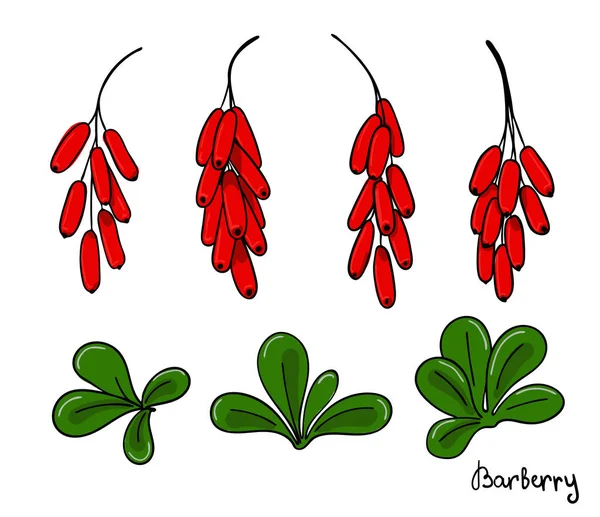 Un conjunto de elementos aislados de agracejo. Manojos de bayas rojas y hojas de berberis — Vector de stock