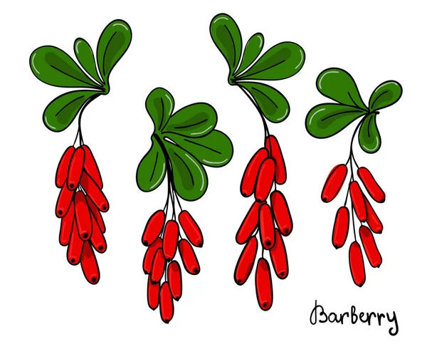 Zestaw na białym tle berberysu gałązki lub oddziału. Pęczki czerwone jagody i liście Berberys — Wektor stockowy