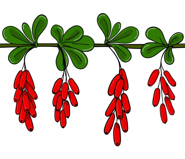 Nahtlose Muster Berberitze. endlose Zierzweige von Berberis. Hintergrund Brunch mit Blättern und Trauben von roten Beeren. — Stockvektor