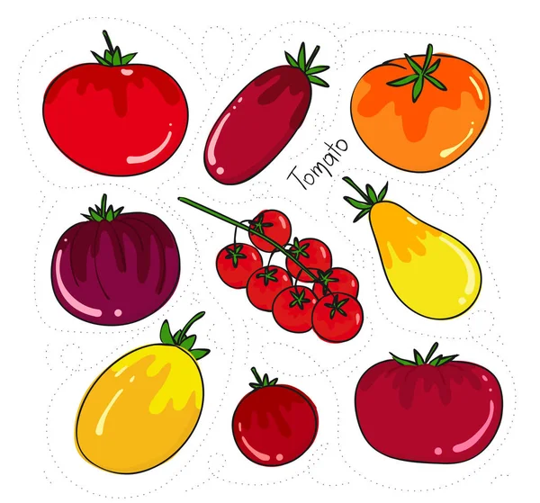 Tomaten in verschiedenen Formen und Farben. gelbe, rote, rosa Tomaten aller Sorten. — Stockvektor