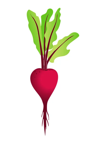 Red beetroot isolated illustration. Fresh vegetable from the garden — Stock Vector