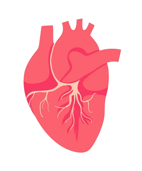 The heart is the internal organ of human. Symbol of Cardiology — Stock Vector