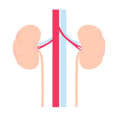 The kidney is the internal organ of human. Symbol of urology