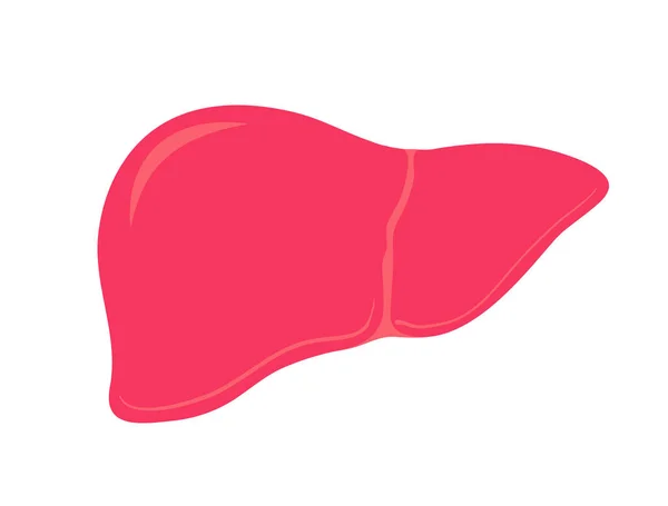 Hígado. Órgano humano aislado. Medicina y Salud — Vector de stock