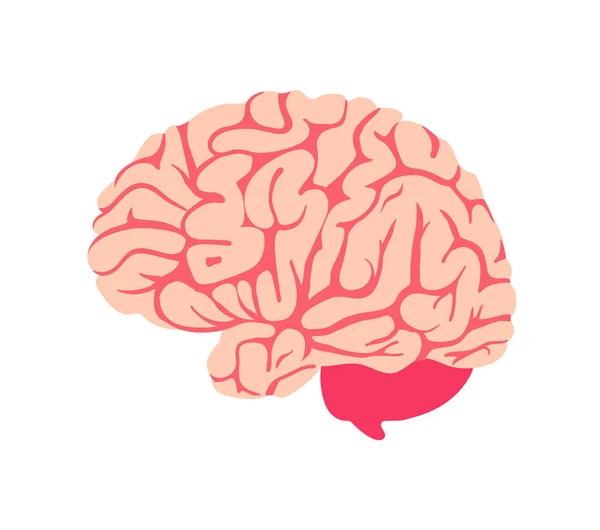 Brain. Isolated icon. Symbol of mind and intellect. — 스톡 벡터