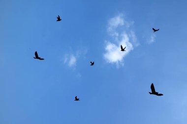 Mavi gökyüzü ile uçan kuşlar silüeti.