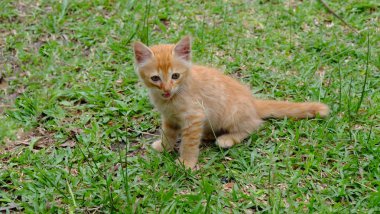 Oynak yavru kedi arka bahçede çalış. 