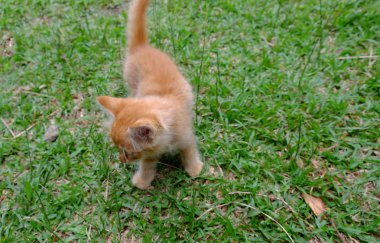 Oynak yavru kedi arka bahçede çalış. 