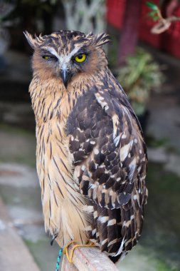 Buffy balık baykuşu (Bubo ketupu), Malay balık Baykuşu da bilinen bir baykuş Strigidae ailesindeki türüdür.