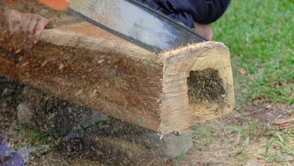 Professional chainsaw blade cutting log of wood