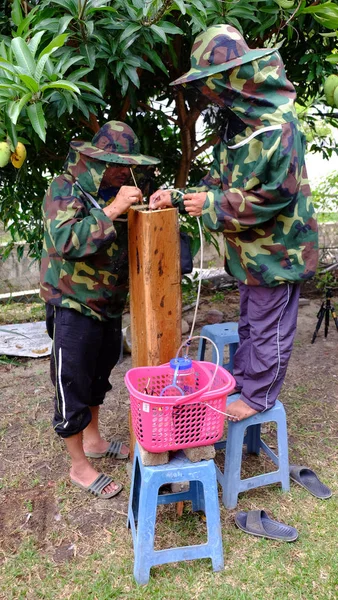 马来西亚 10月16日 工人从无刺蜂蜂巢提取蜂蜜在 10月16日 2016 Heterotrigona Itama 是无刺蜂种类之一 — 图库照片