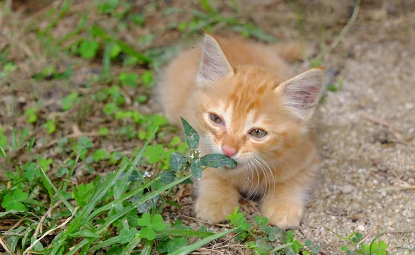 Playful Kitten Plays Backyard — Stock Photo, Image