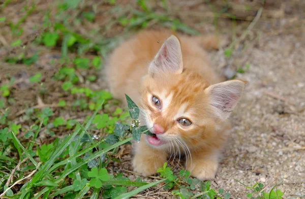 Playful Kitten Plays Backyard — Stock Photo, Image