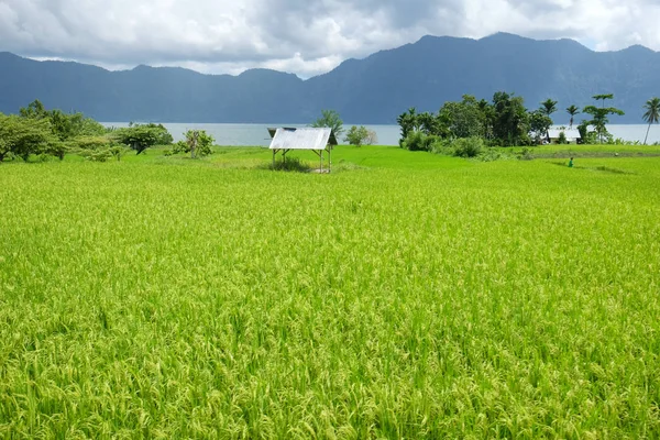 美丽的景色在武吉丁 西苏门答腊 印度尼西亚的大稻稻田 自然构成 — 图库照片