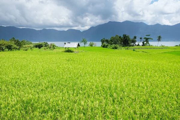 Bella Vista Della Risaia Bukit Tinggi Sumatera Occidentale Indonesia Composizione — Foto Stock