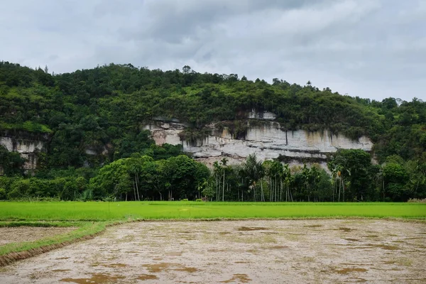 Bela Vista Arrozal Bukit Tinggi West Sumatera Indonésia Composição Natural — Fotografia de Stock