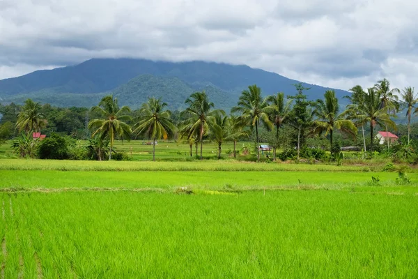 Belle Vue Sur Riz Paddy Bukit Tinggi Sumatera Ouest Indonésie — Photo