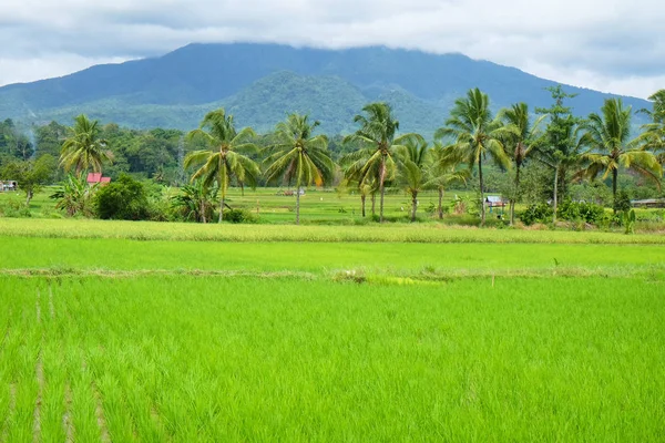 Schöne Aussicht Auf Reisfelder Bei Bukit Tinggi Westsumatera Indonesien Zusammensetzung — Stockfoto