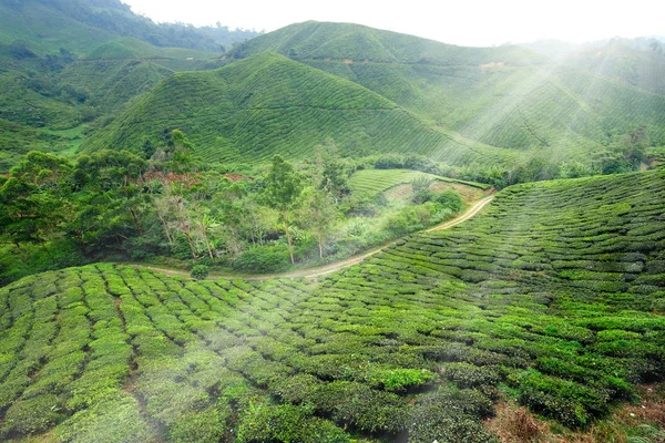 熱帯の茶畑で早朝の中に美しい風景 — ストック写真