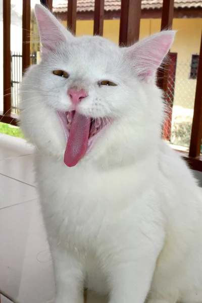 Бытовая Кошка Зевает Улыбкой Лице — стоковое фото