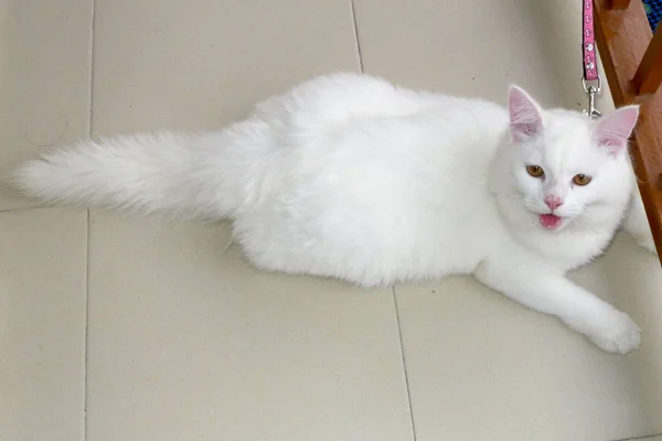 Fluffig Vit Katt — Stockfoto