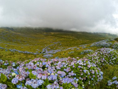 Portekiz 'in Flores kentindeki Caldeira Branca yamaçlarında bir ortanca duvarı.. 