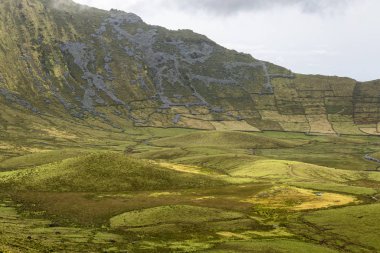 Portekiz 'in Azores kentindeki Corvo adasındaki Corvo Caldera' nın kenarında büyüyen canlı mor ortancalar görülüyor..