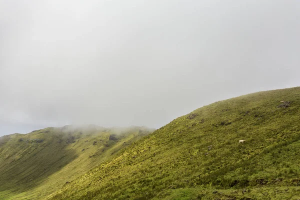 Nebel Hängt Tief Über Einer Grasenden Kuh Rande Der Caldera — Stockfoto