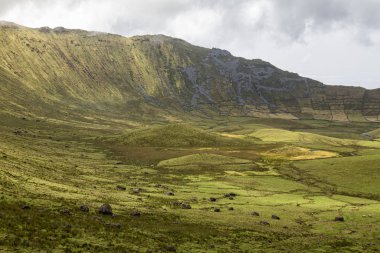 Portekiz, Azores 'deki Corvo adasındaki Corvo Krateri' nin ihtişamı arasında otlayan sığırlar..