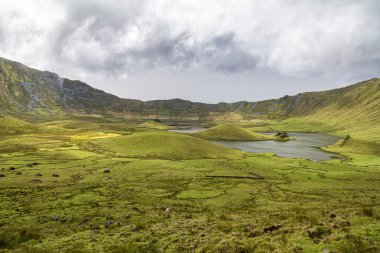 Portekiz, Azores 'deki Corvo adasındaki Corvo Krateri' nde sığırlar otluyor..